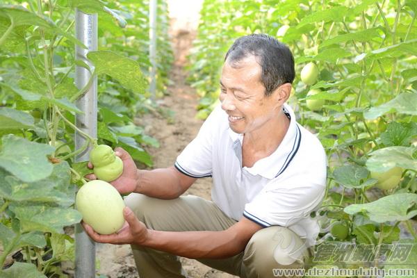 第一批甜瓜將于中秋節(jié)前后上市，王兆杰每天都要去大棚查看長勢。