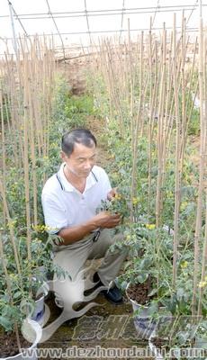 盆栽西紅柿長勢喜人，即將上市。