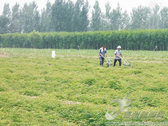 雷集鎮建明育苗專業合作社社員疏松土地