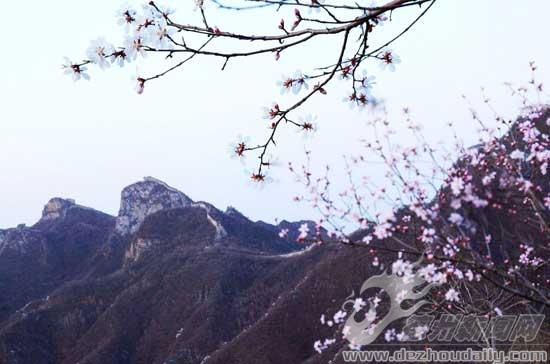 箭扣長城的野桃花。 